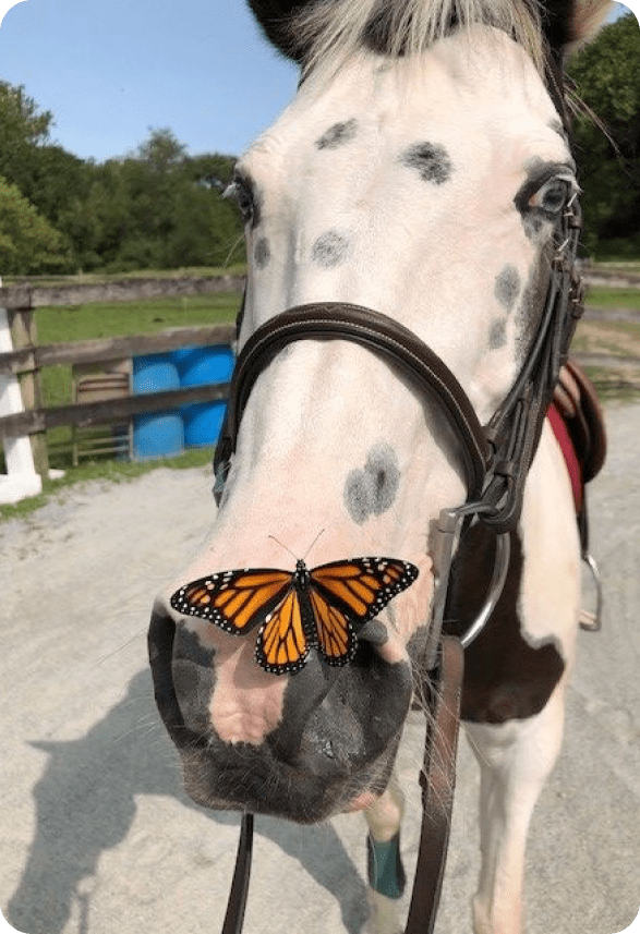 Horse with a butterfly on the nose